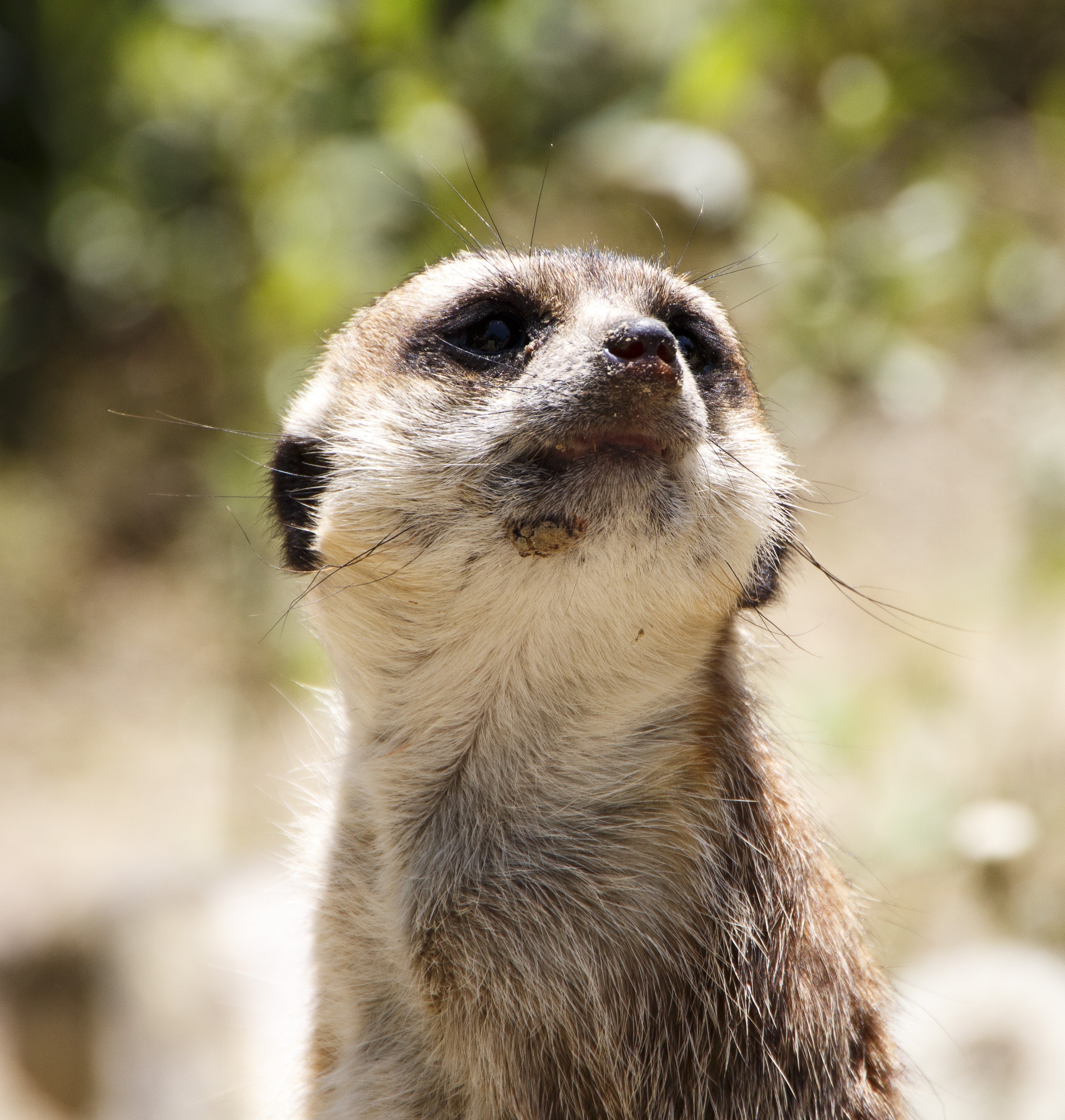 close up photography of meerkat
