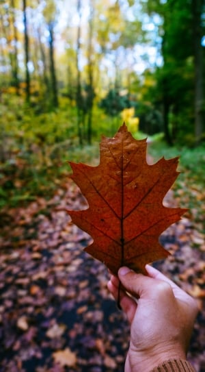 person holding brown maple leaf near green trees thumbnail
