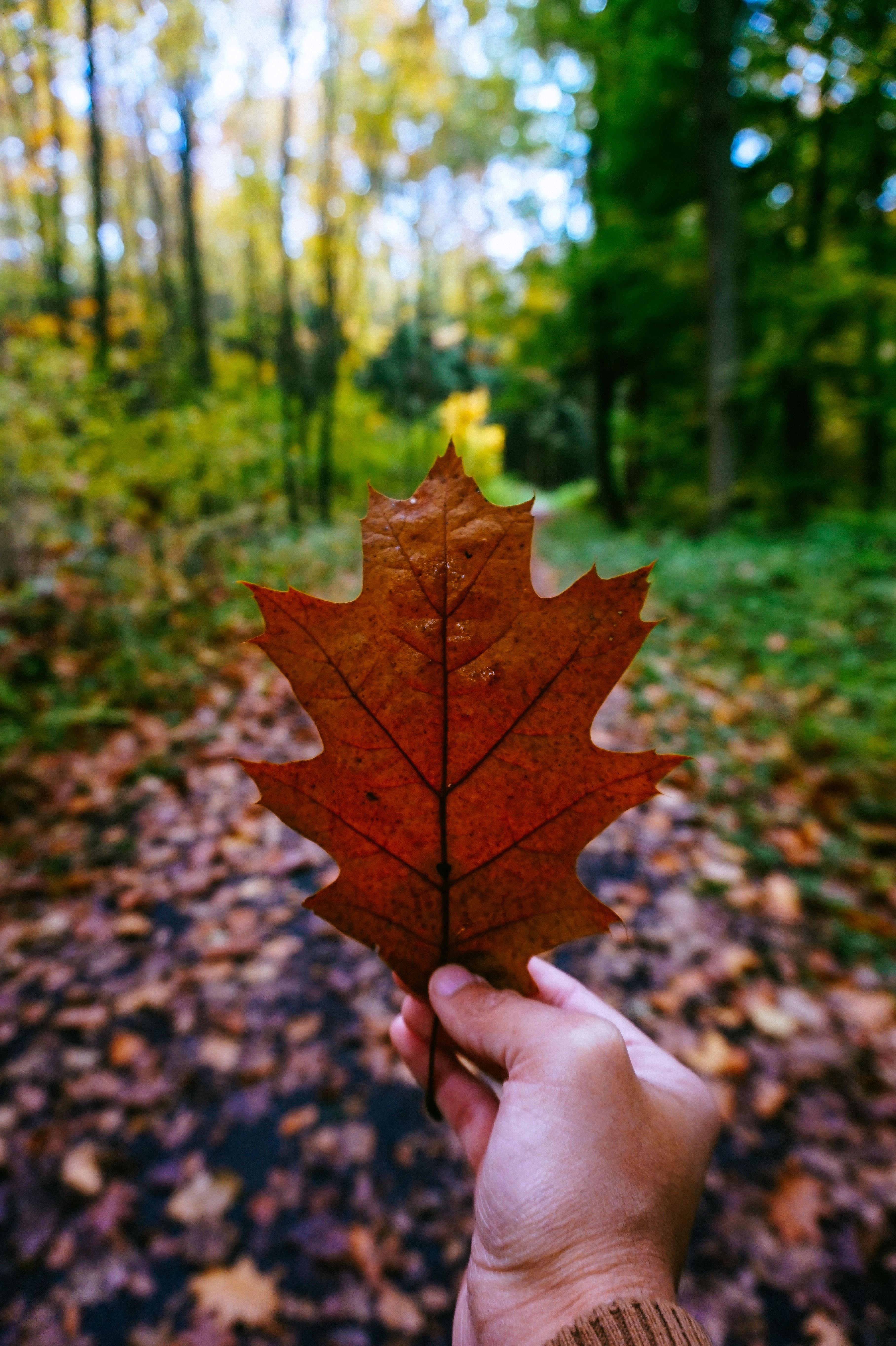 person holding brown maple leaf near green trees