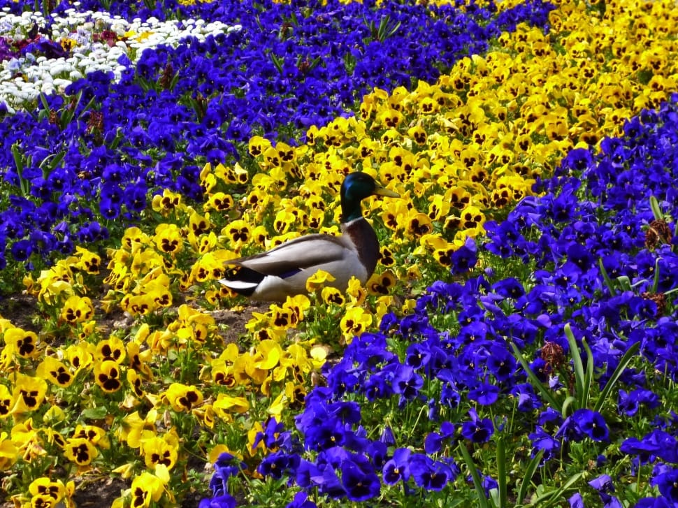 male mallard duck on yellow petal flower preview