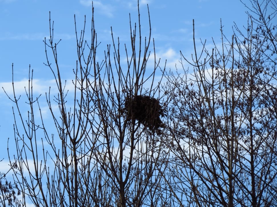 close up photo of a leafless tree preview