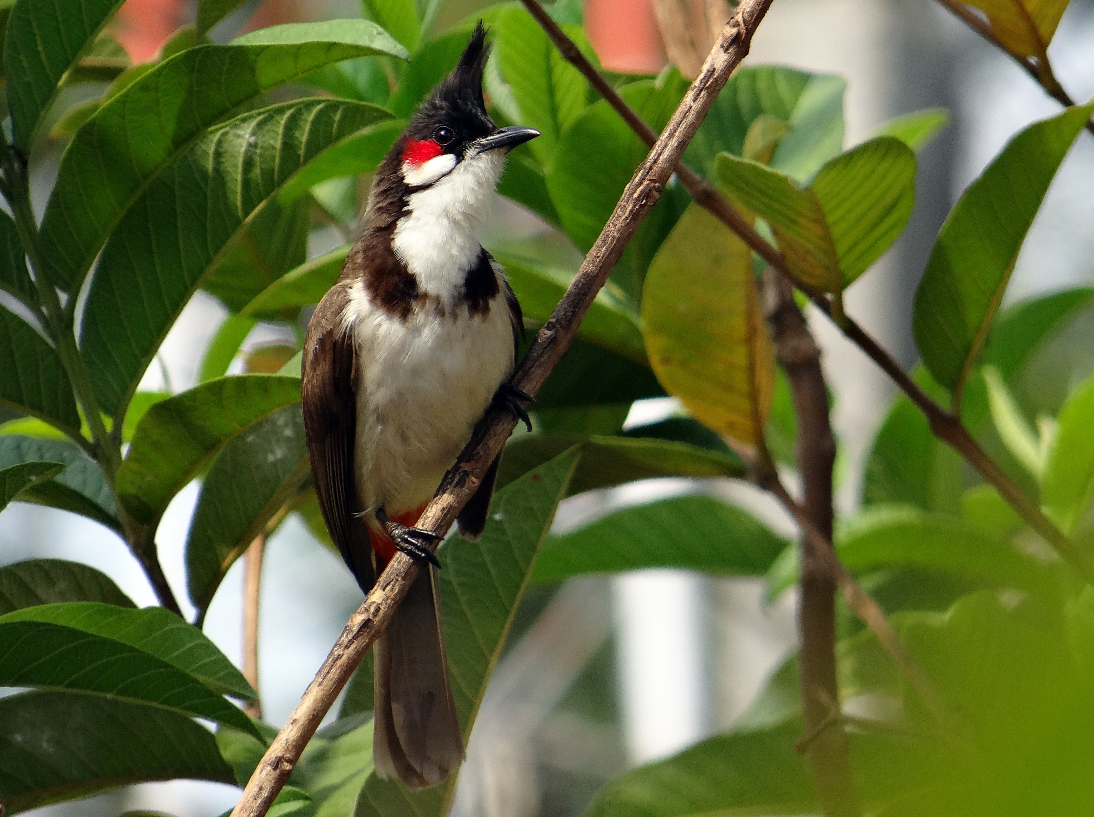 black and red bulbul