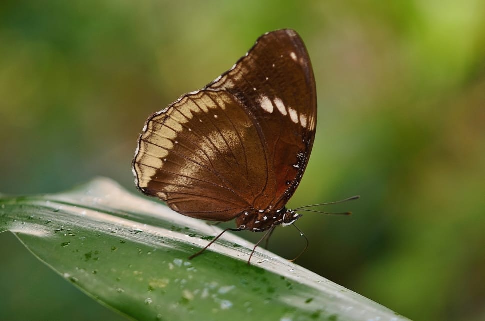 brown butterfly on leaf preview