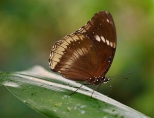 brown butterfly on leaf thumbnail
