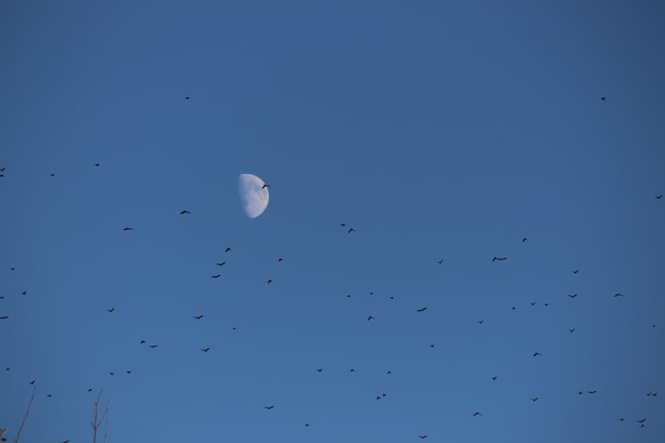 birds flying with overlooking of moon preview