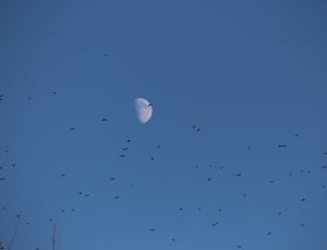 birds flying with overlooking of moon thumbnail