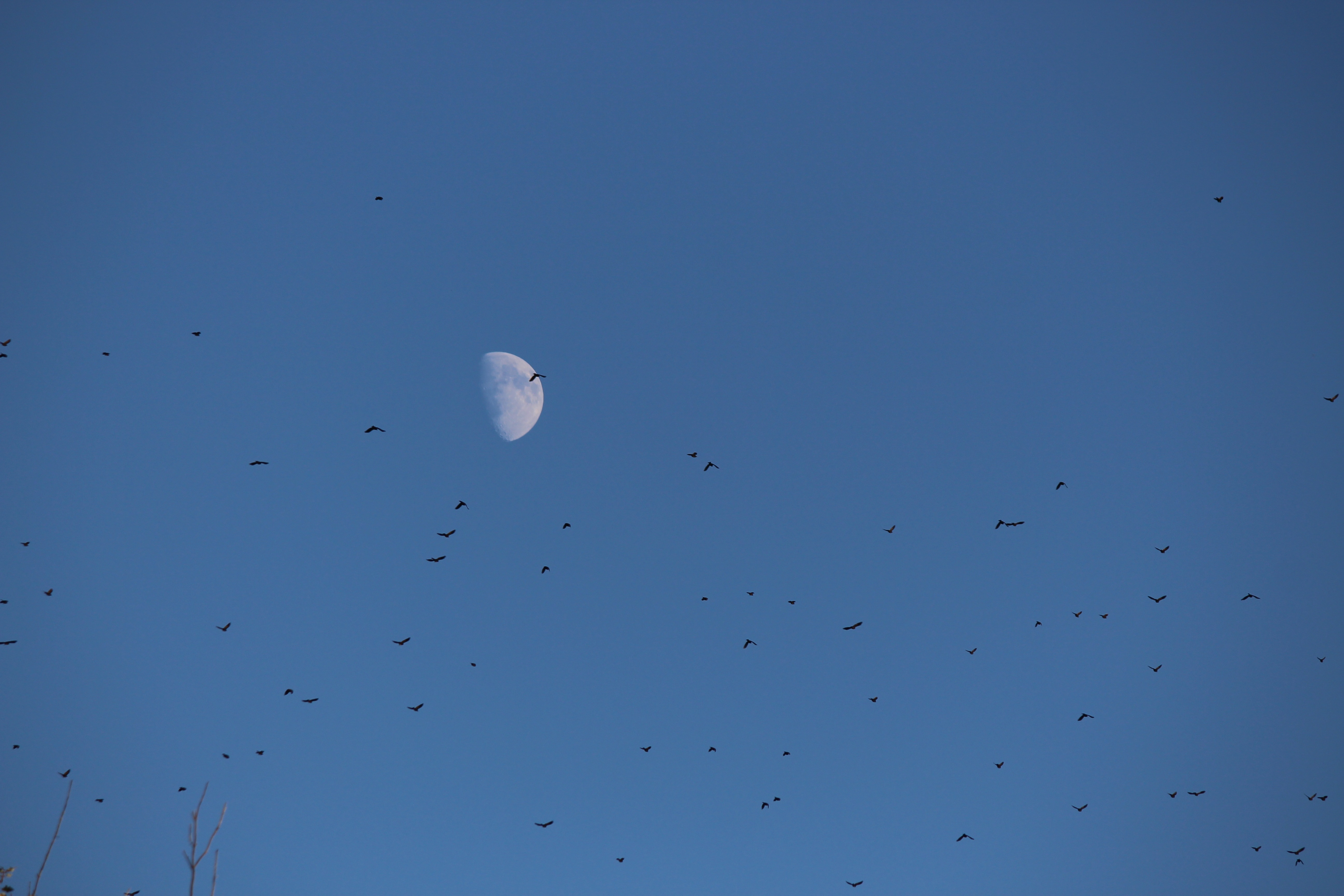 birds flying with overlooking of moon
