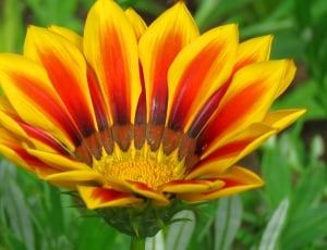 yellow and red multi-petaled flower thumbnail
