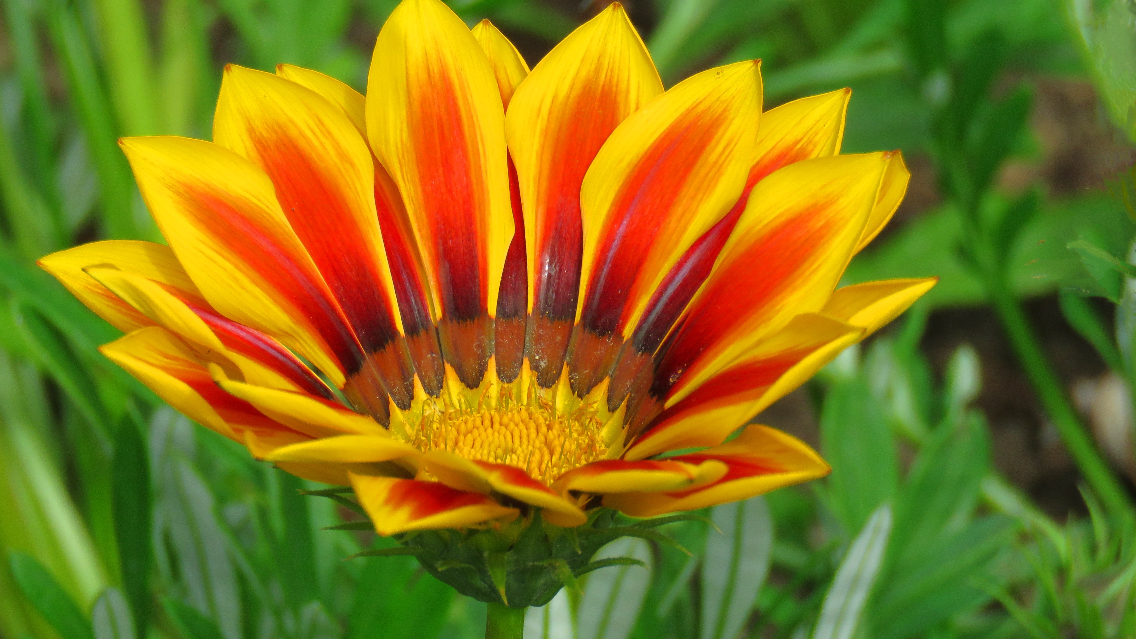 yellow and red multi-petaled flower