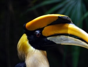 yellow white and black bird thumbnail