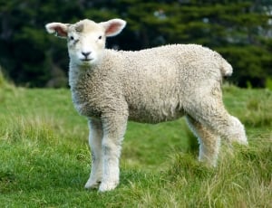 Goats, Lambs, White, Sheep, Animals, grass, livestock thumbnail