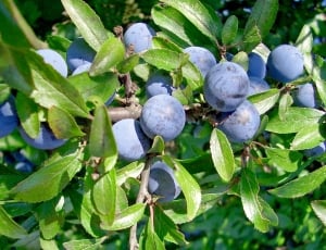 blueberry fruit thumbnail