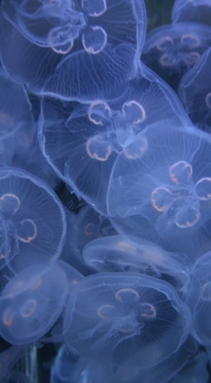 white jellyfish lot thumbnail