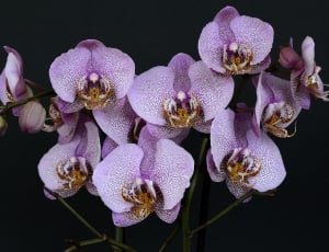 purple and brown orchids thumbnail