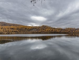 trees near body of water during cloudy day thumbnail