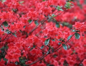 red petaled flower during daytime thumbnail