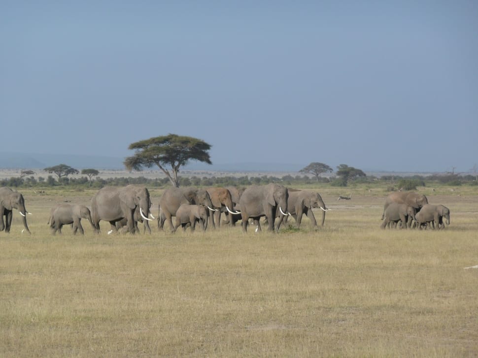 herd of elephants preview