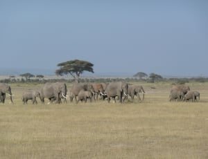 herd of elephants thumbnail