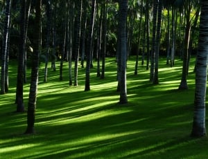 gray and black trees and green grass at daytime thumbnail