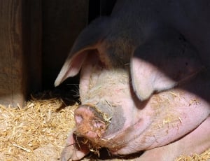 pig eating hay thumbnail