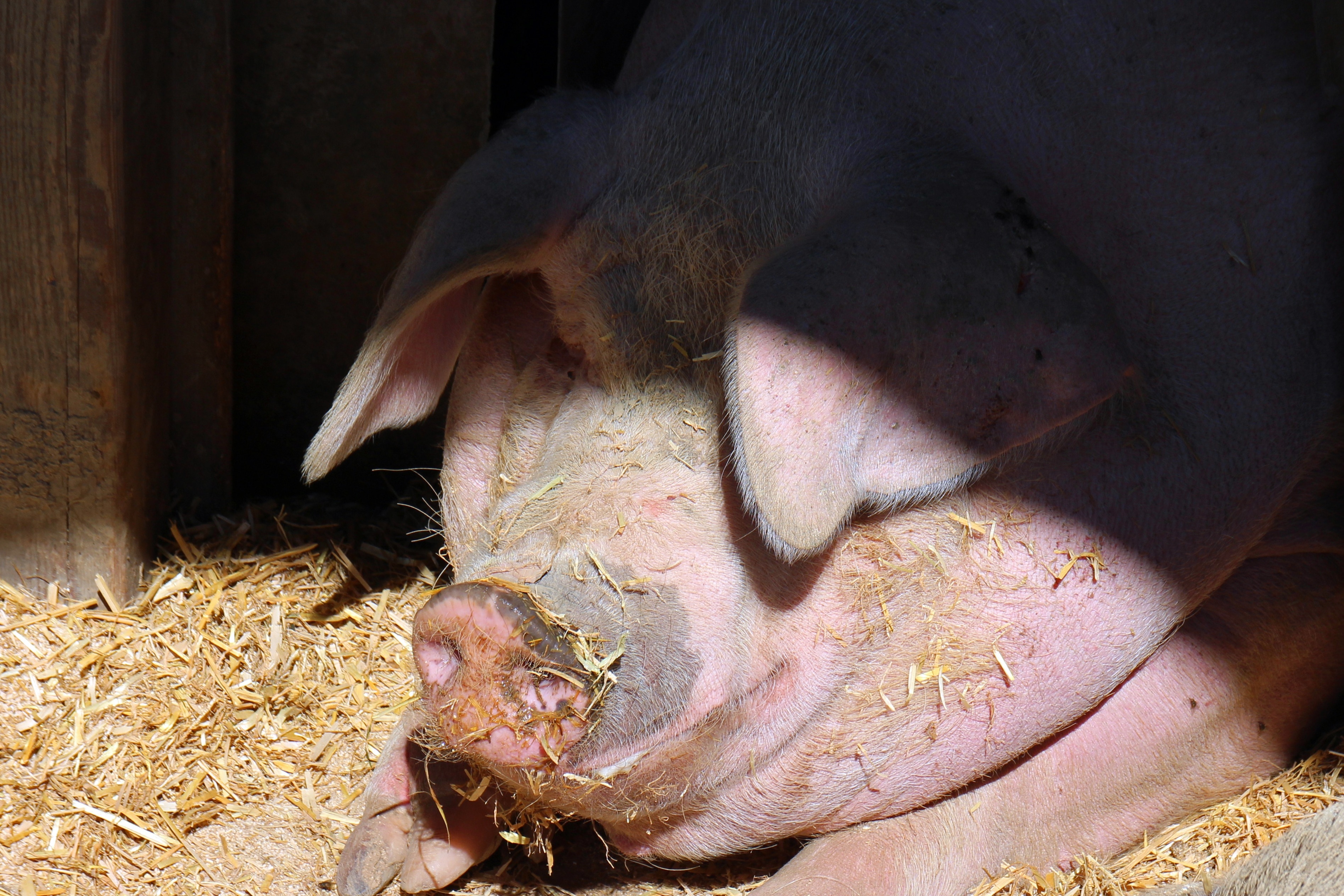 pig eating hay