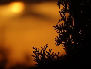 silhouette photo of tree leaves thumbnail