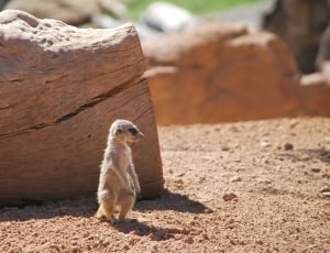 brown meerkat thumbnail
