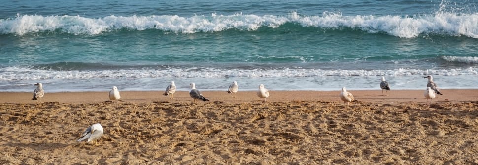 flock of seagulls preview