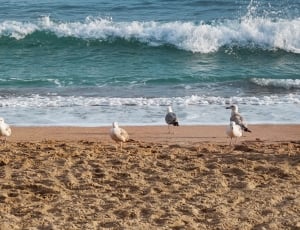 flock of seagulls thumbnail