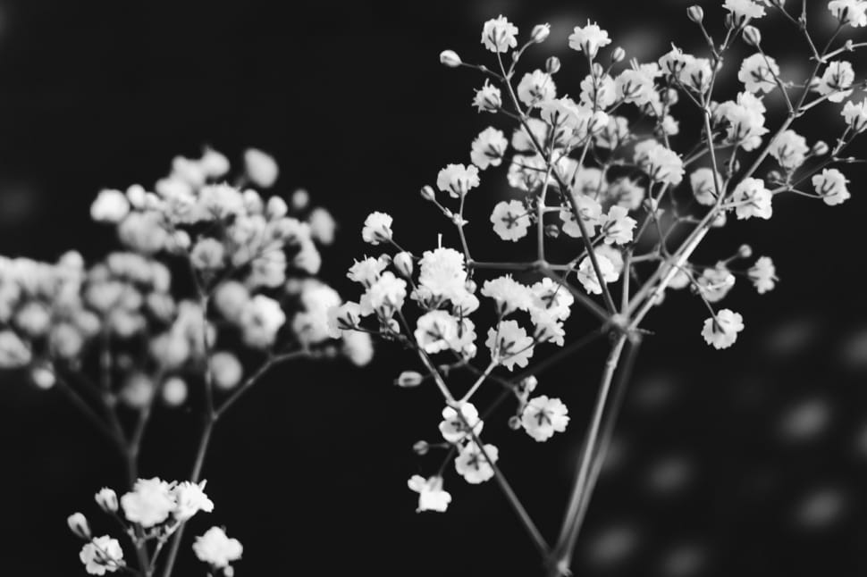 grayscale photo of flowers preview