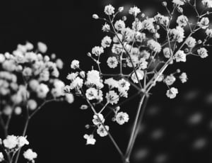 grayscale photo of flowers thumbnail