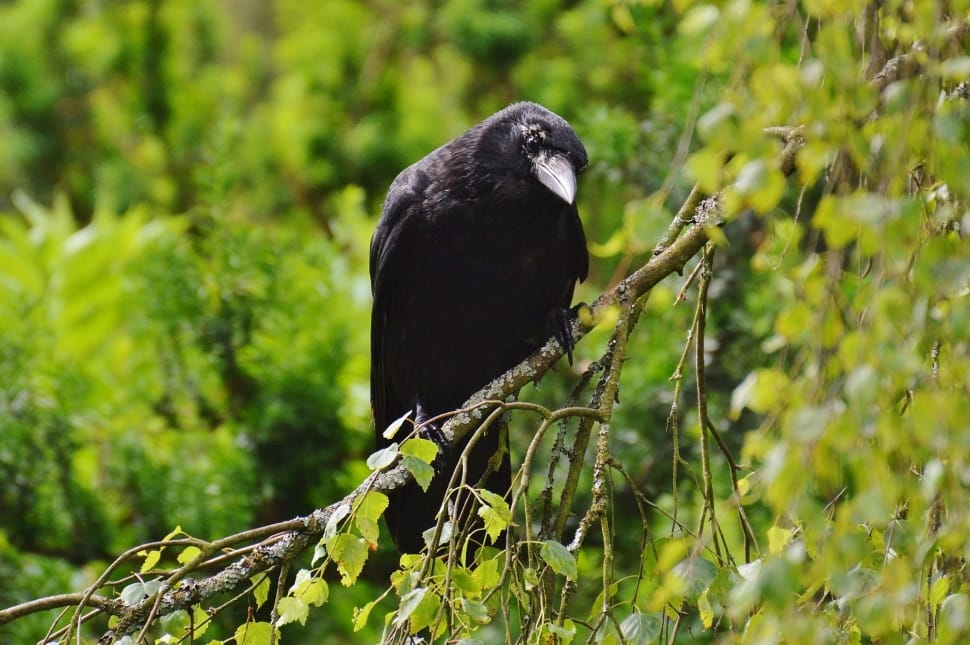 Raven Bird, Bird, Crow, Black, Raven, one animal, bird preview