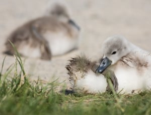 selective focus photo of white duckling thumbnail
