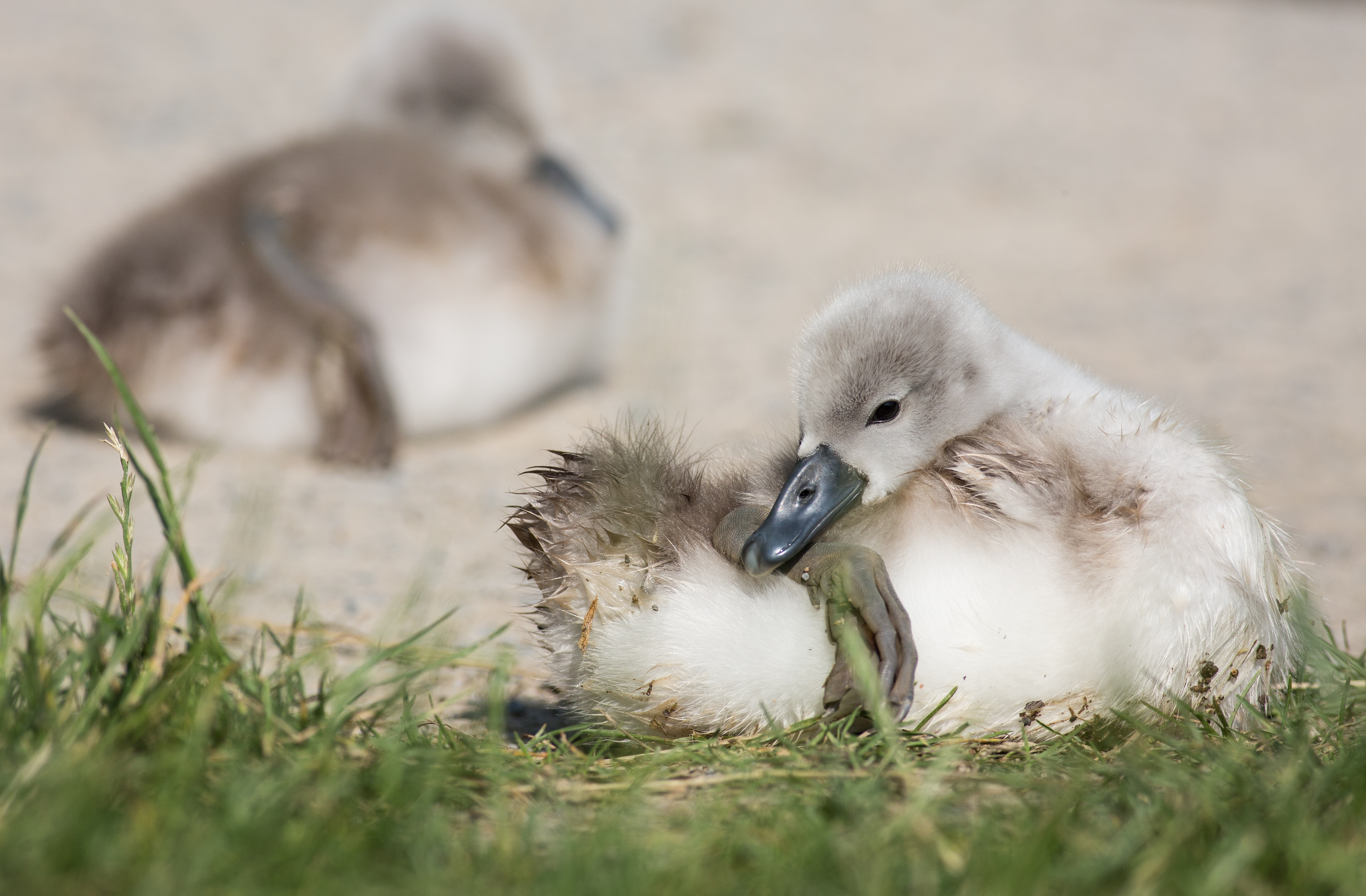 selective focus photo of white duckling