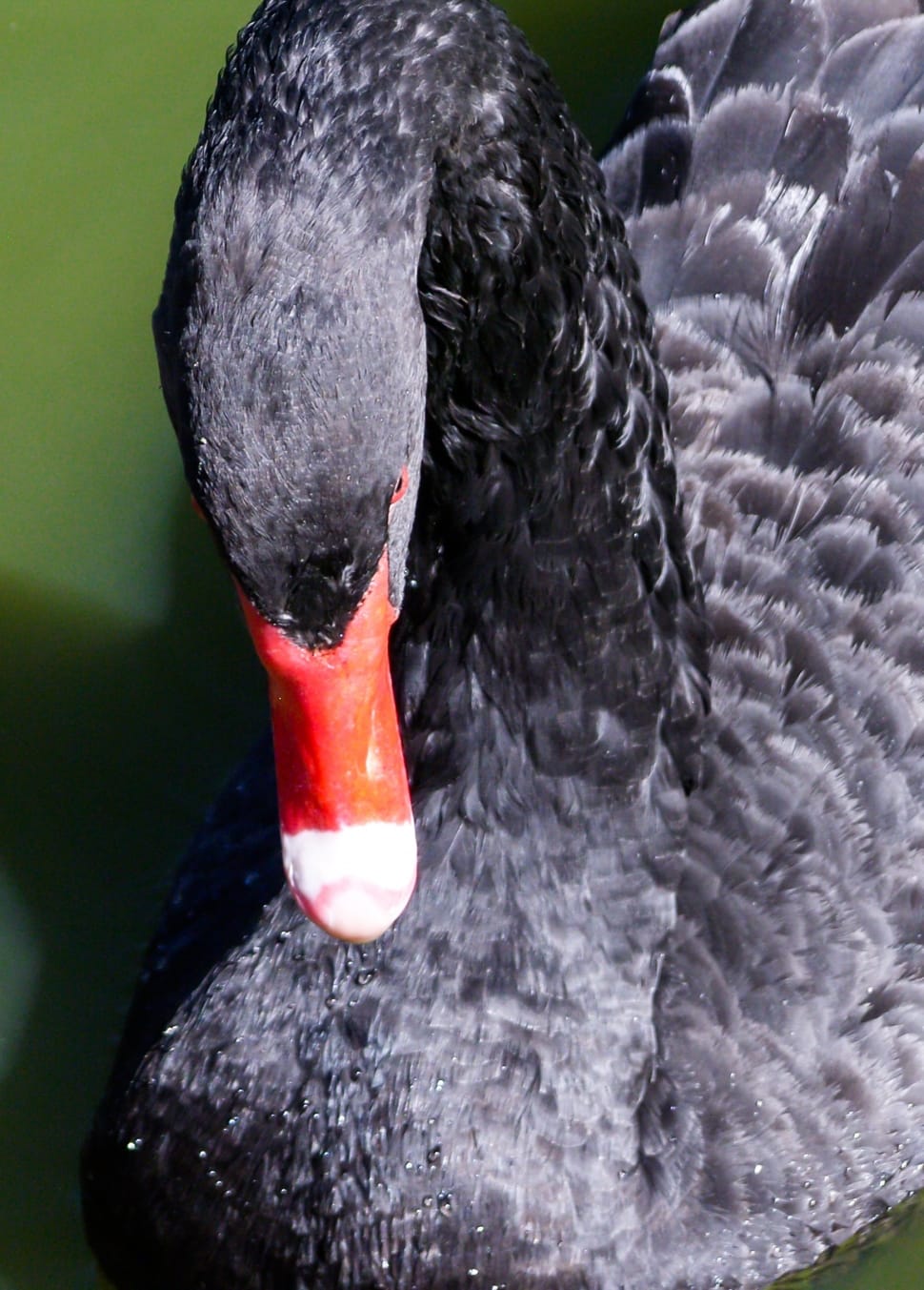 closeup photo of black swan preview