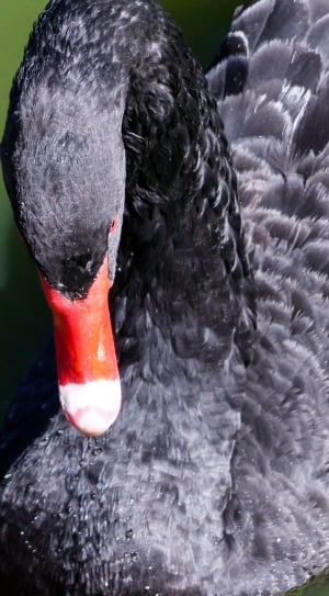 closeup photo of black swan thumbnail