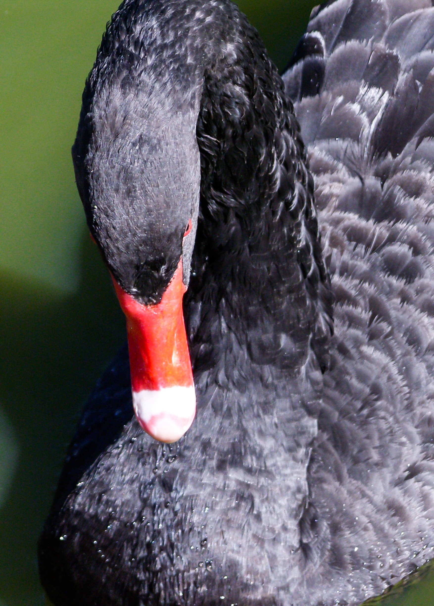 closeup photo of black swan