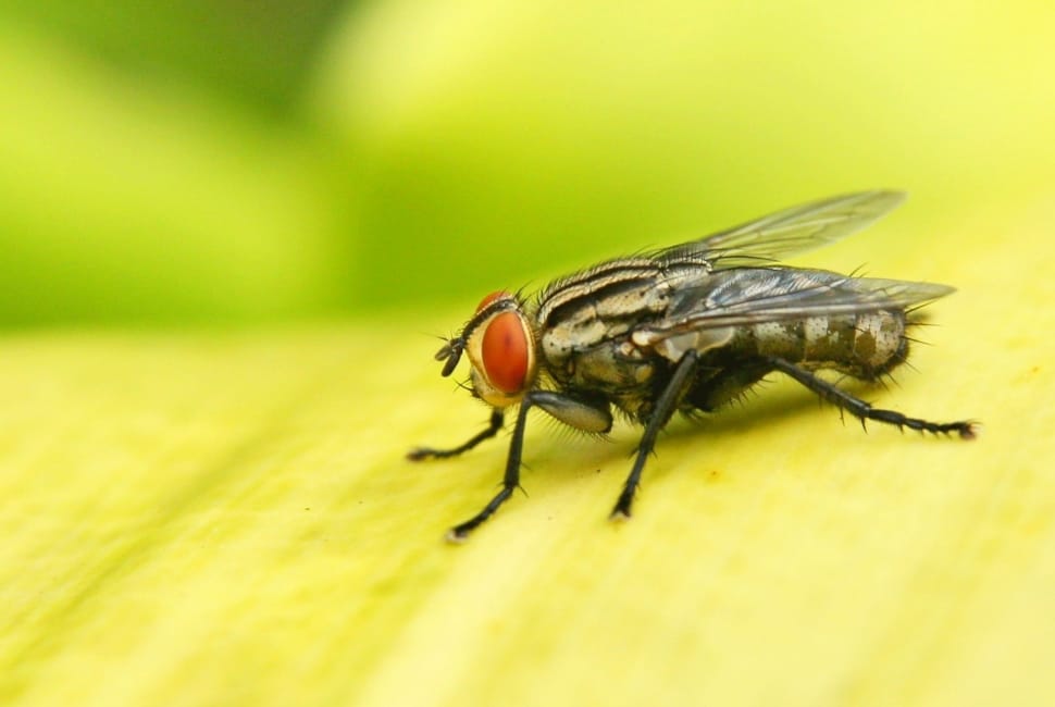 gray housefly preview