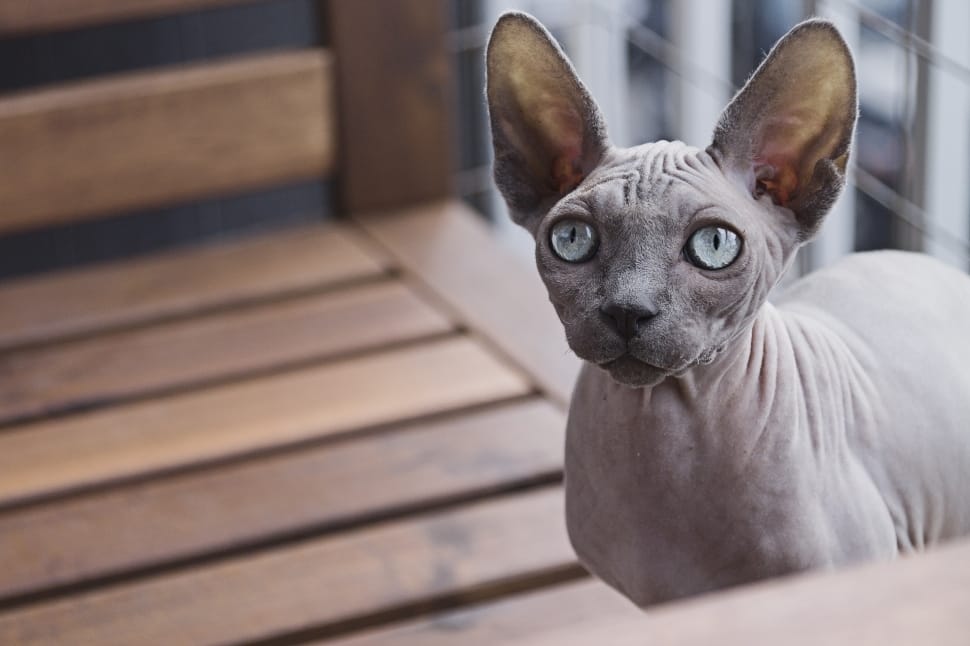 gray sphinx cat preview