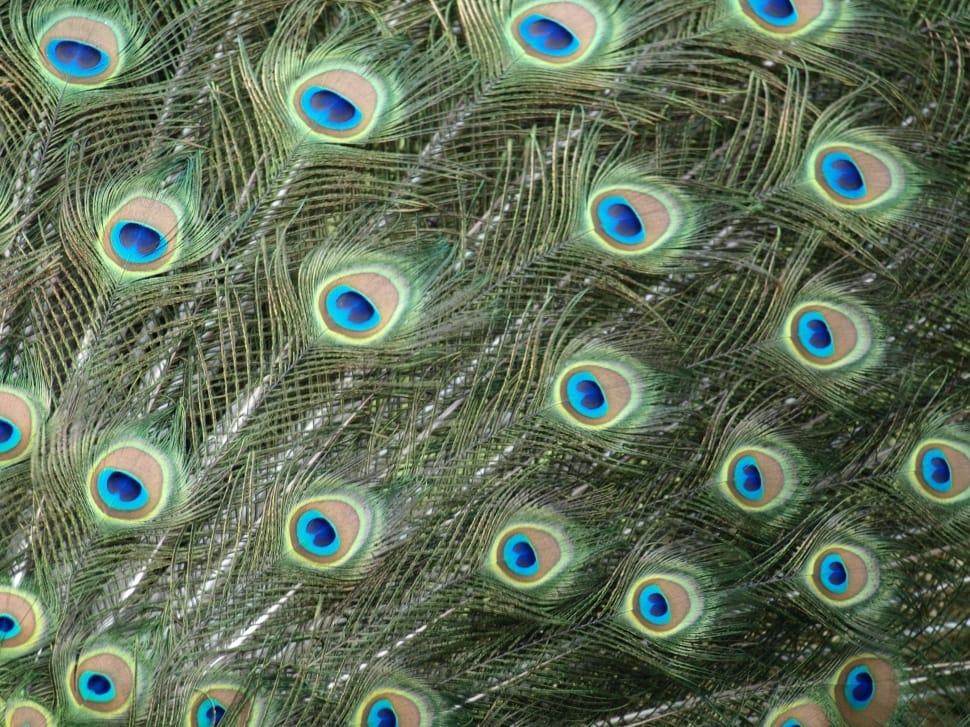 green and blue peafowl preview