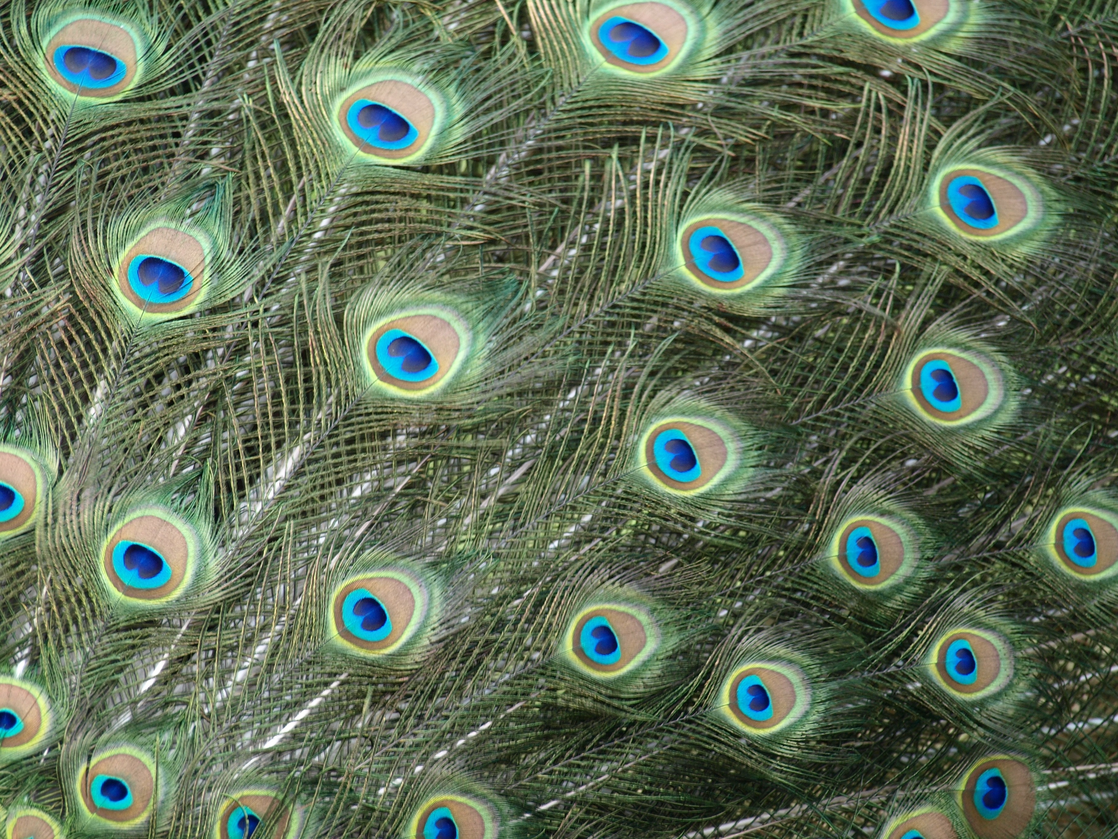 green and blue peafowl