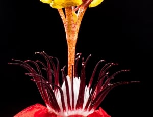 microshot of red and yellow flower thumbnail