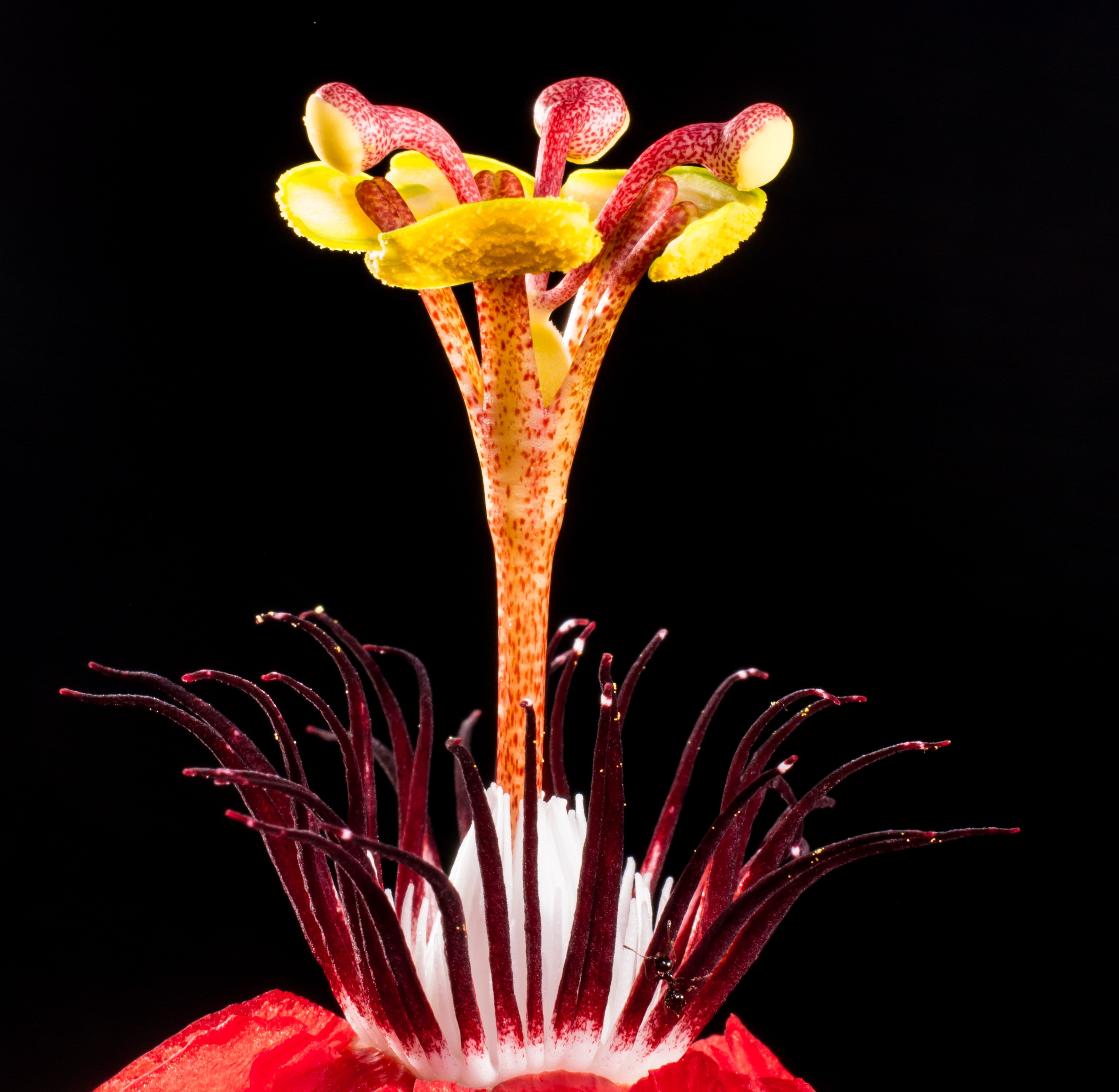 microshot of red and yellow flower