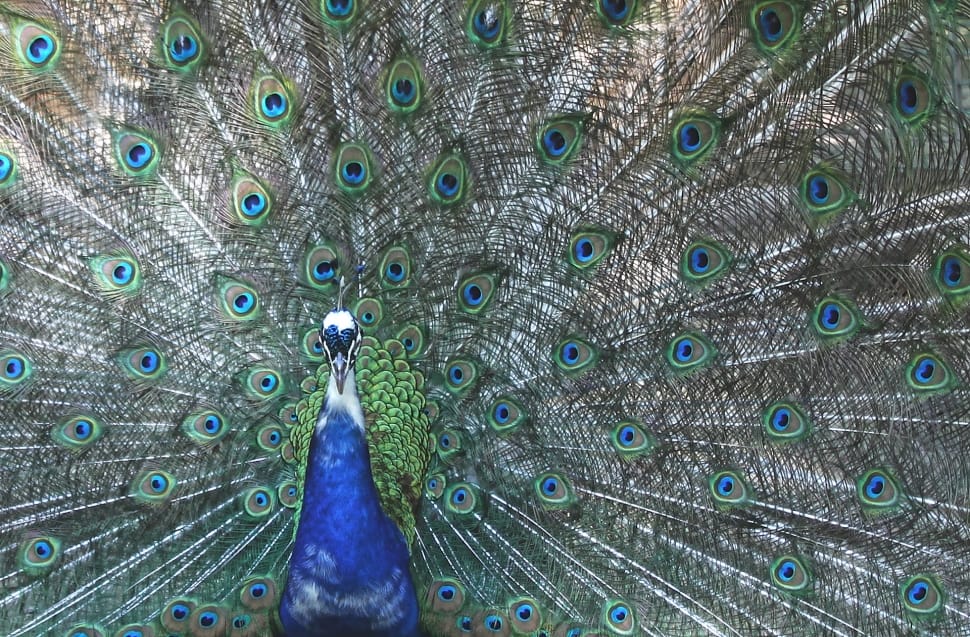 blue peacock preview