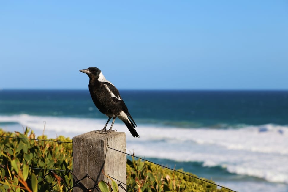white and black bird on brown wooden panel near the body of water preview