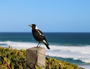 white and black bird on brown wooden panel near the body of water thumbnail