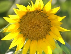 ywllow sunflower thumbnail