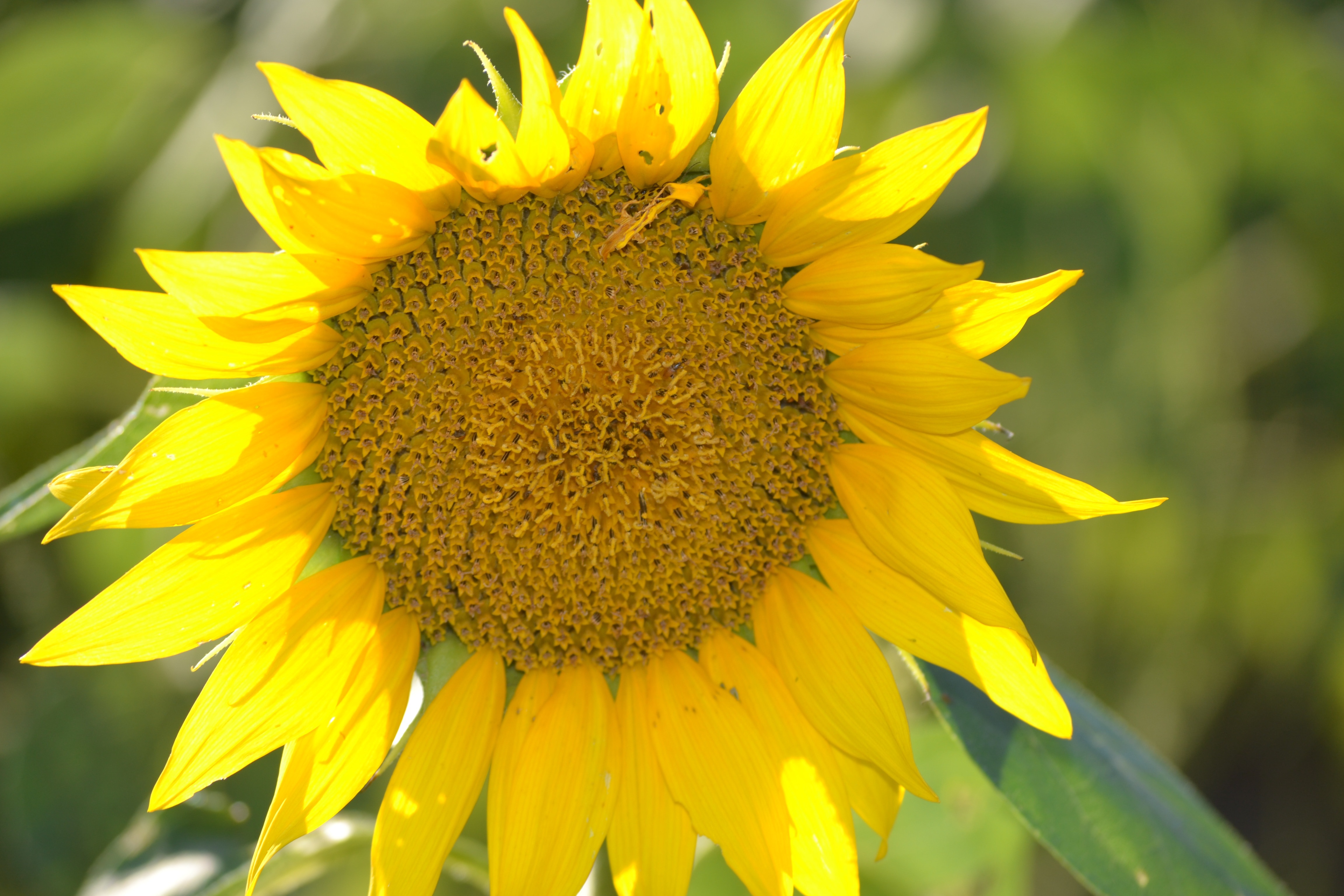 ywllow sunflower