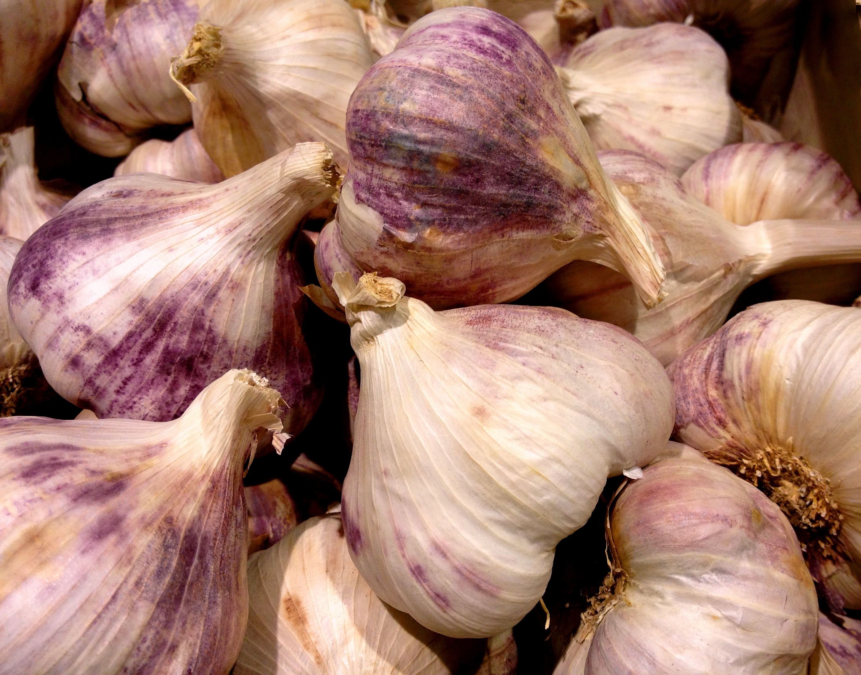purple and white garlic