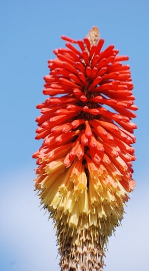 yellow and red flower thumbnail